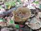 Bordás serleggomba (Helvella acetabulum), Budai-hegység